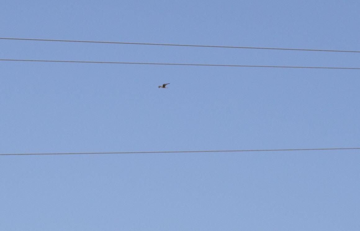 Falco peregrinus
